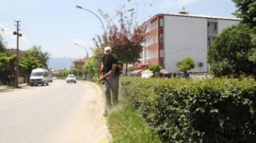 Park Ve Bah&ccedil;eler M&uuml;d&uuml;rl&uuml;ğ&uuml; Ekipleri Ağa&ccedil; Budama &Ccedil;alışmalarına Başladı