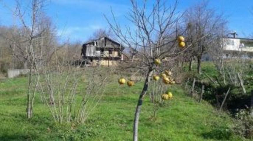 Hurmalar Yalnız Kaldı