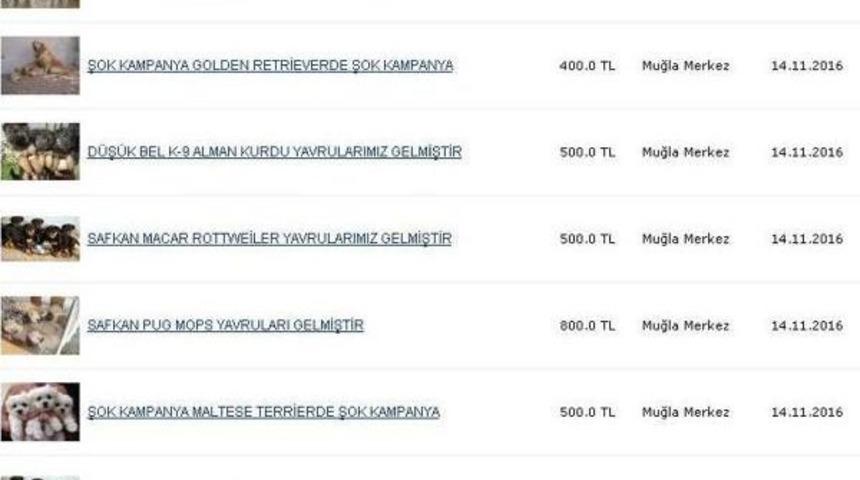 Sanal Ortamda Hayvan Satışına Tepki