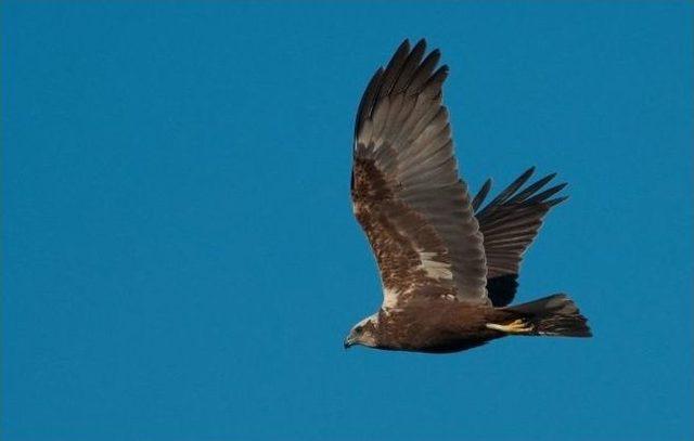 Genç Gözlemciler Bafa Gölü’ndeki Kuşları Fotoğrafladı