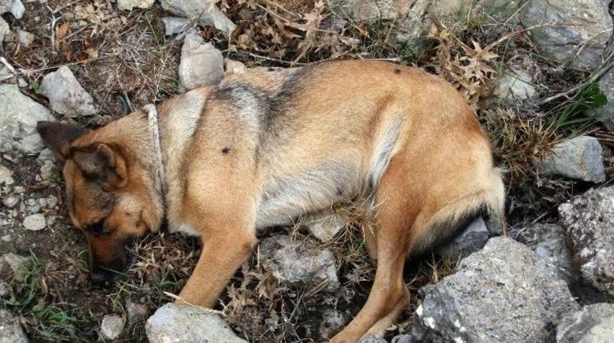 G&ouml;rme Engelli Vatandaşın Rehber K&ouml;peğini &Ouml;ld&uuml;rd&uuml;ler