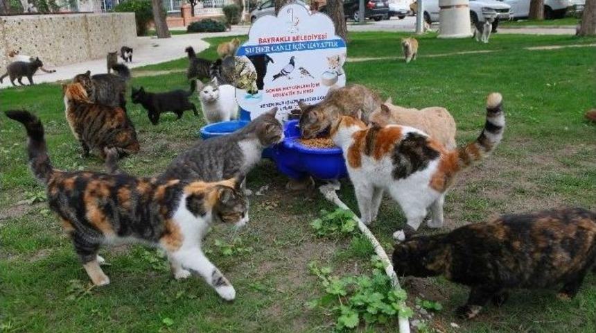 Can Dostlara 5 Yıldızlı Hizmet