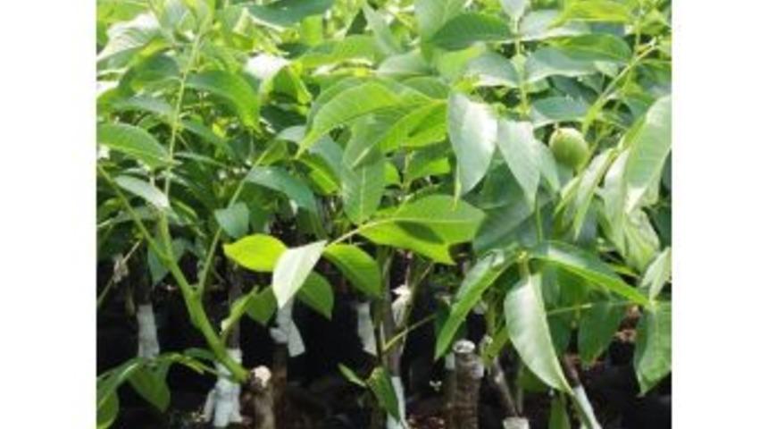 Ceviz Desteğinde &Ccedil;arşamba Son G&uuml;n