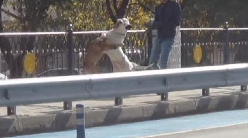 Başıboş Pitbull Dehşeti