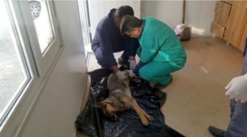 Sakatlanan K&ouml;peğe Belediye Sahip &Ccedil;ıktı