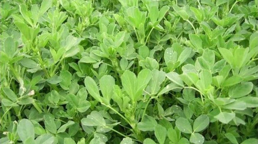 Ayçiçeği Ve Yoncada Ağır Metal İncelemesi Yapıldı