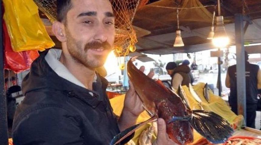 Kırlangı&ccedil; Balığı Tezgahta 100 Tl'ye Satışa &Ccedil;ıkarıldı