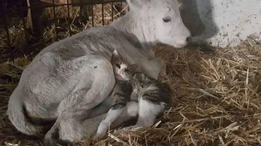 Ayrı Familya Ortak Yaşam