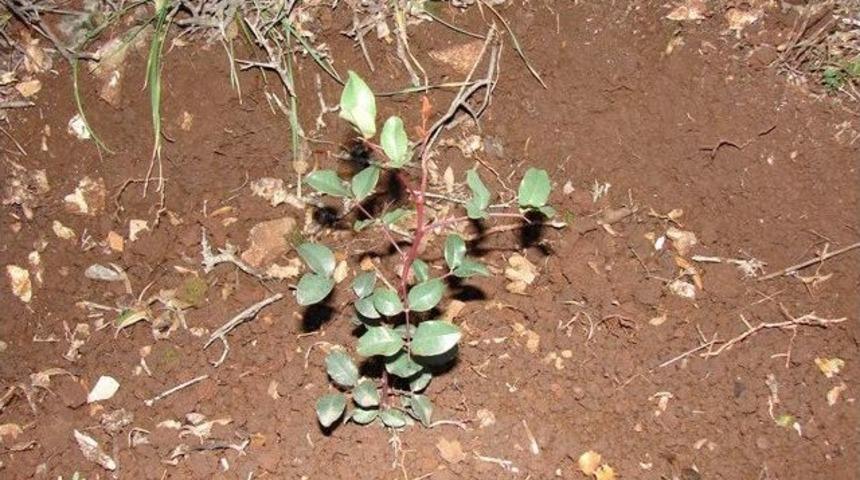 Adana Ve Osmaniye&rsquo;de 65 Bin Gelir Getirici T&uuml;r Fidan Toprakla Buluştu