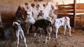 Orköy Bereket Getirdi