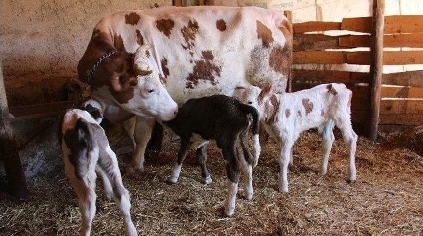 Orköy Bereket Getirdi