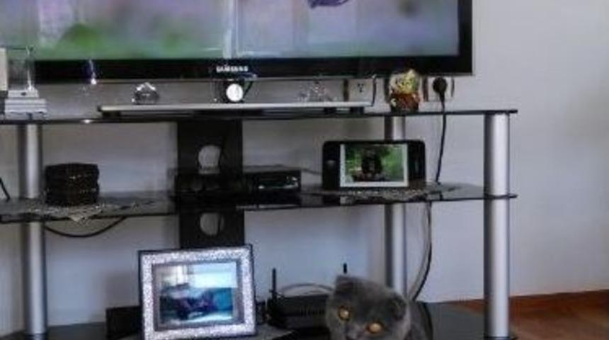 Entelekt&uuml;el Kedi G&uuml;nde 5 Saat Belgesel İzliyor