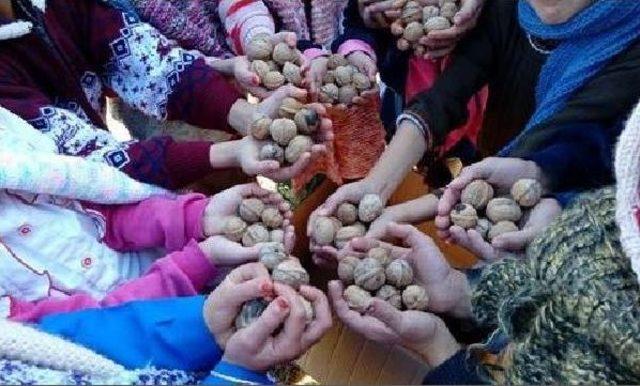 Şemdinlili Öğrencilerden Birer Avuç Cevizle Teşekkür