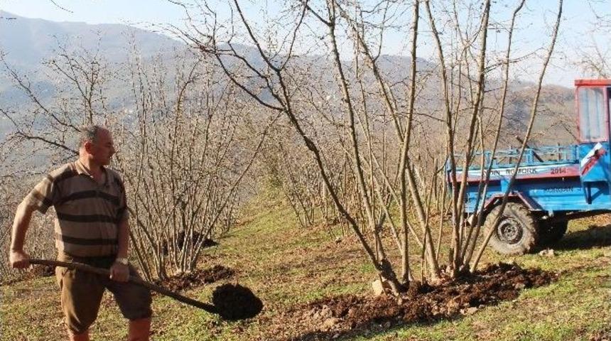 Fındık Fiyatları 9.75 Tl&rsquo;ye D&uuml;şt&uuml;, &Uuml;retici Tepkili