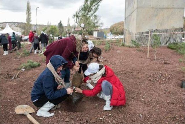 Öğrenciler Kesilen Ağaçların Yerine Karaçam Fidanı Dikti