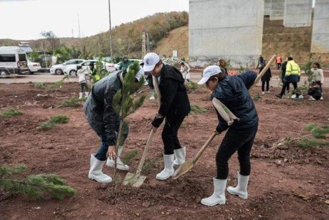 Öğrenciler Kesilen Ağaçların Yerine Karaçam Fidanı Dikti