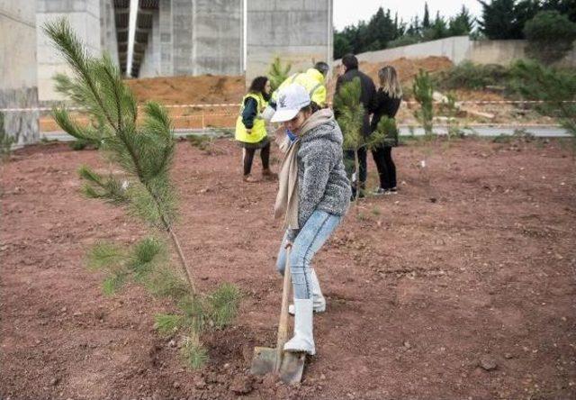 Öğrenciler Kesilen Ağaçların Yerine Karaçam Fidanı Dikti