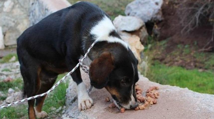 Vicdansızların &Ouml;l&uuml;me Terk Ettiği Sokak K&ouml;peklerini Belediye Kurtardı