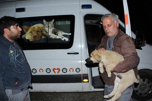 Vicdansızların &Ouml;l&uuml;me Terk Ettiği Sokak K&ouml;peklerini Belediye Kurtardı 1