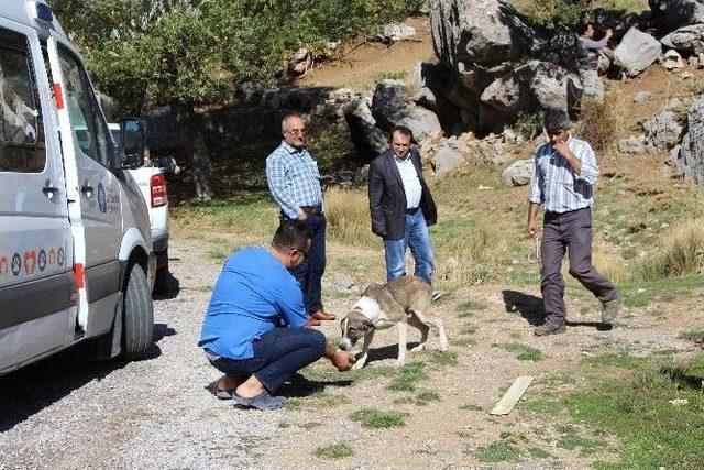 Vicdansızların &Ouml;l&uuml;me Terk Ettiği Sokak K&ouml;peklerini Belediye Kurtardı 2