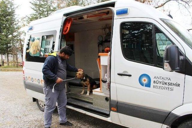 Vicdansızların &Ouml;l&uuml;me Terk Ettiği Sokak K&ouml;peklerini Belediye Kurtardı 3