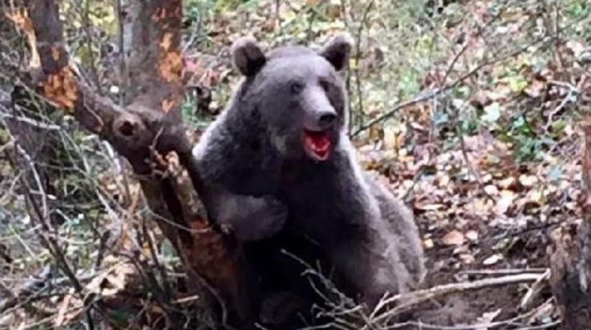 Ormanda Tele Takılan Ayı Kurtarıldı