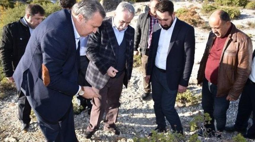 Fosil Ağa&ccedil; Alanı Ziyaret&ccedil;ilere A&ccedil;ılıyor