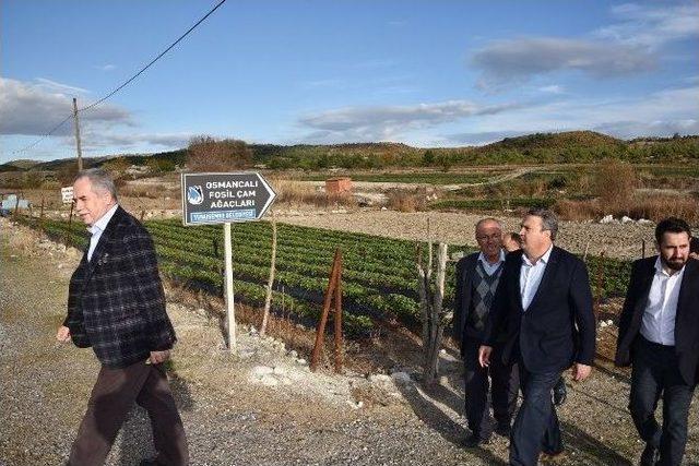 Fosil Ağa&ccedil; Alanı Ziyaret&ccedil;ilere A&ccedil;ılıyor 1