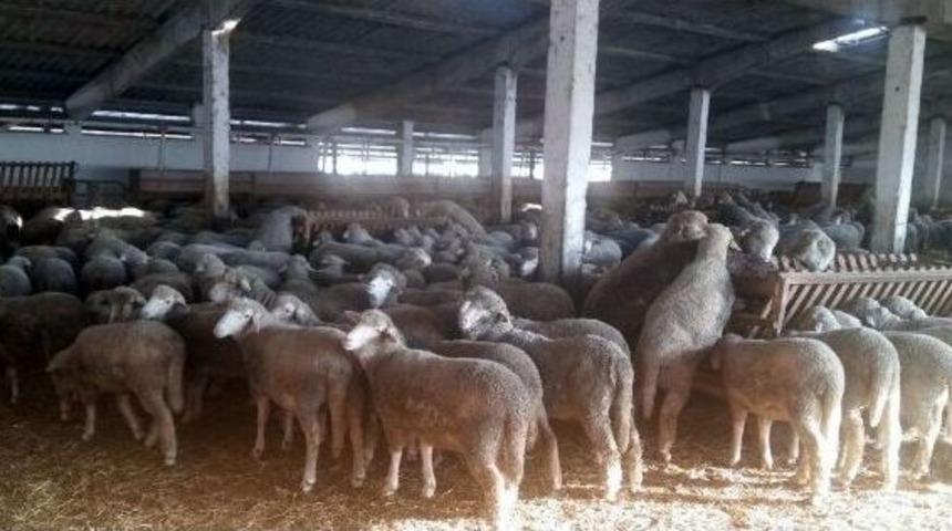 Romanya Merinosları Geliyor