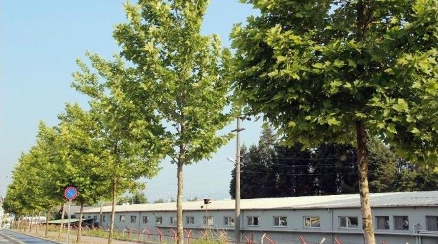 Sakarya&rsquo;da 2 Bin 300 &Ccedil;ınar Fidanı Toprakla Buluştu