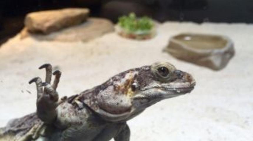 Chuckwalla, Adrenalin D&uuml;nyasında Meraklılarını Bekliyor