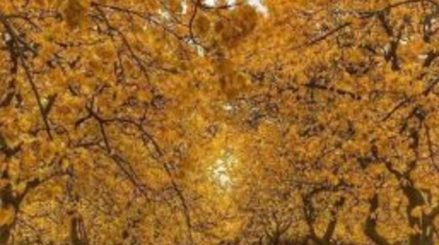 Kayısıda Sonbahar M&uuml;cadelesi