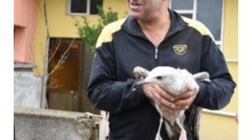 Yaralı Martıya Vatandaş Şefkati