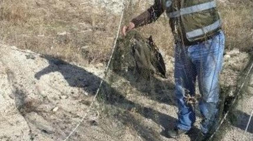 Saka Kuşlarını Usuls&uuml;z Avlayan Avcıya 2 Bin 696 Lira Para Cezası