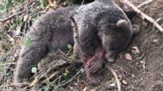 Tuzağa Düşen Ayı, Milli Park Ekiplerince Kurtarıldı