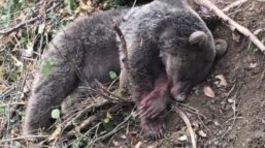 Tuzağa Düşen Ayı, Milli Park Ekiplerince Kurtarıldı