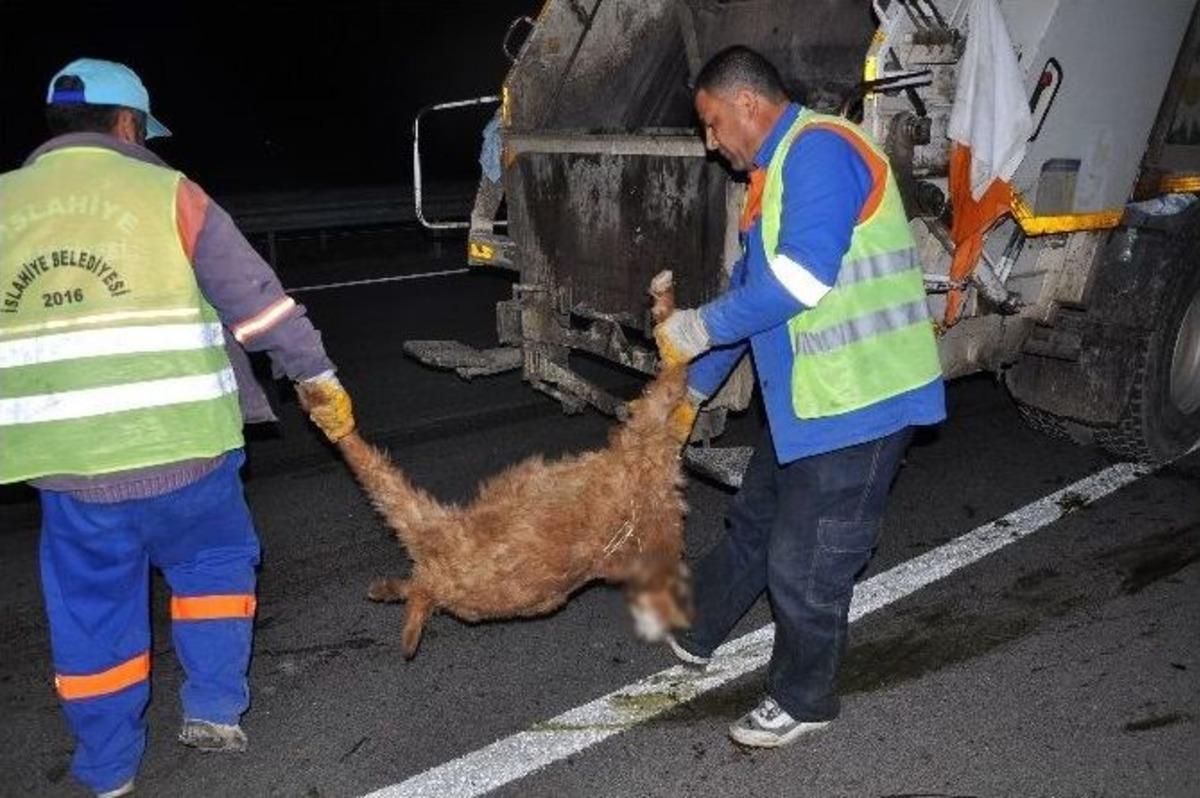 Kamyon Hayvan S&uuml;r&uuml;s&uuml;ne, Başka Ara&ccedil; Telef Olan Hayvanlara &Ccedil;arptı