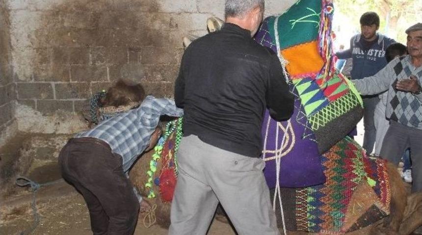 Aydın&rsquo;da Develere T&ouml;renle Havutları Giydirildi