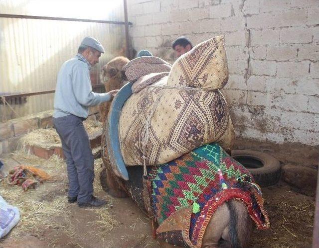 Aydın’da Develere Törenle Havutları Giydirildi