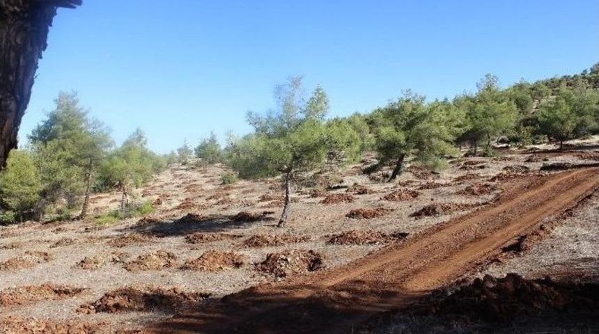 Bozuk Vasıflı Ormanların Rehabilitasyon &Ccedil;alışmaları Devam Ediyor