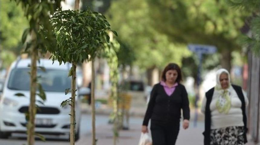 Bayındır Mahallesi&rsquo;ne 142 Turun&ccedil; Fidanı