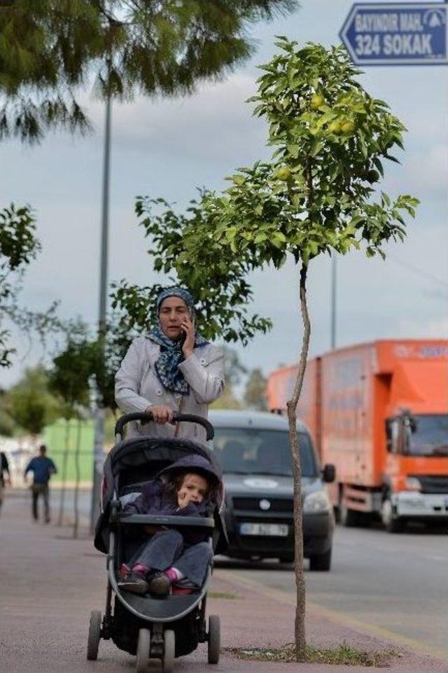 Bayındır Mahallesi’ne 142 Turunç Fidanı