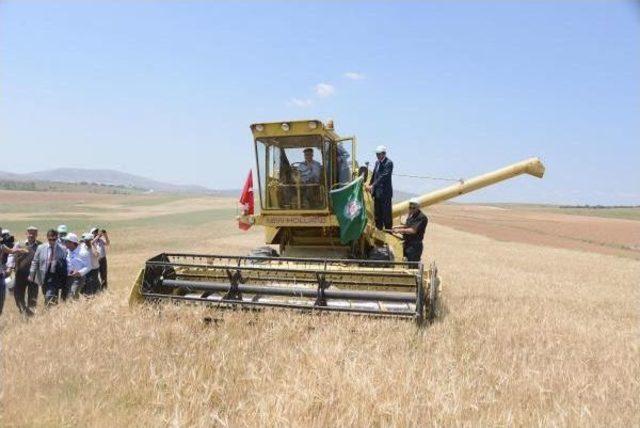 Konya Ovası’Ndaki Kuraklık Hububat Rekoltesini Düşürecek