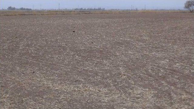 (&ouml;zel Haber) Aksaray&rsquo;da Kuraklık &Ccedil;anları &Ccedil;almaya Başladı 1