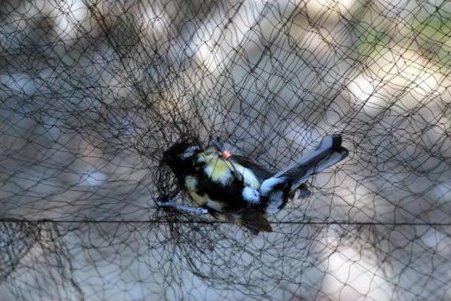 T&uuml;rkiye deki 5 Kuş Cinsinin 54 Farklı T&uuml;r&uuml; Tespit Edildi 2