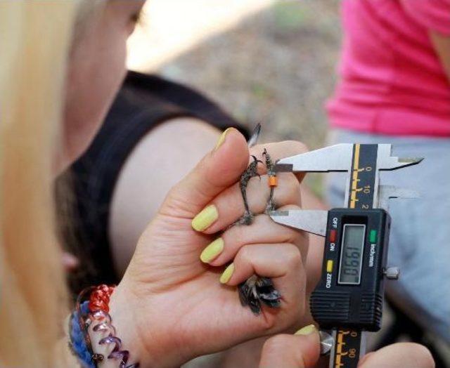 T&uuml;rkiye deki 5 Kuş Cinsinin 54 Farklı T&uuml;r&uuml; Tespit Edildi 3