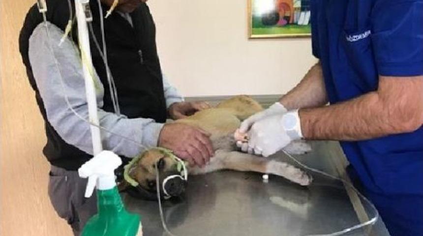 Uludağ'da Ayıların Saldırdığı K&ouml;pek Tedavi Altına Alındı