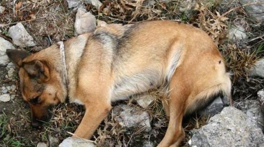 Zehirlenen Rehber K&ouml;peğinin Yerine Yeni K&ouml;pek Verilecek