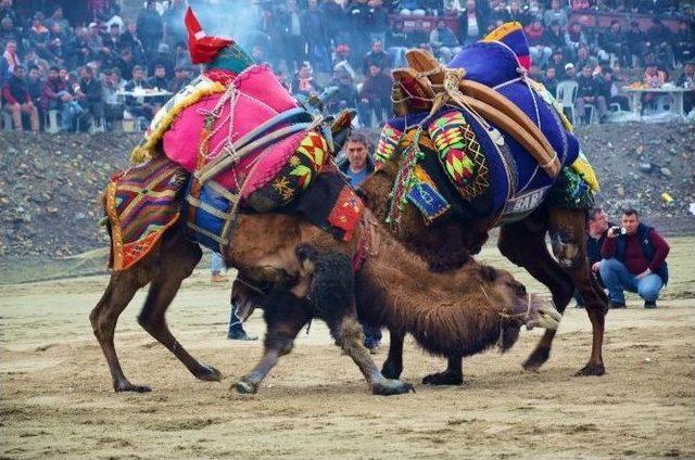 Körfezin İlk Deve Güreşi Gömeç’te Yapılacak