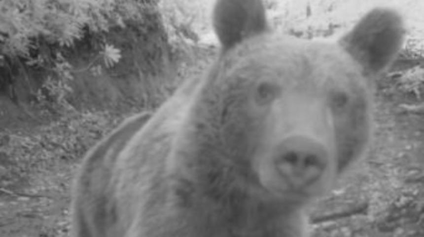 Sevimli Ayıdan Selfie Pozu